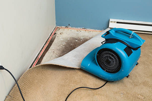 Best Mold removal after water damage  in South Hill, WA